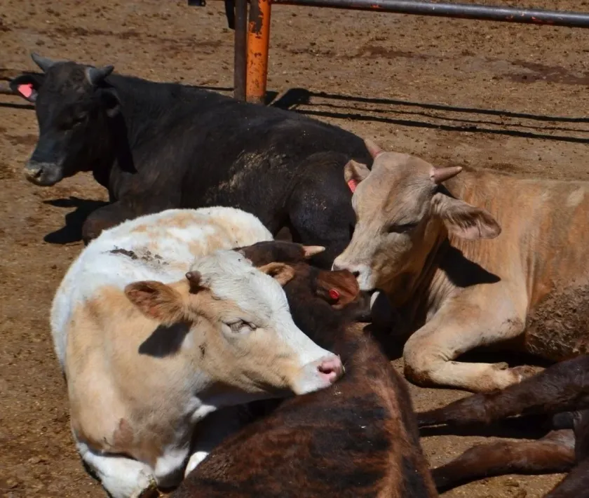 TARDARÍA UN AÑO PLANTA PARA COMBATIR GUSANO BARRENADOR